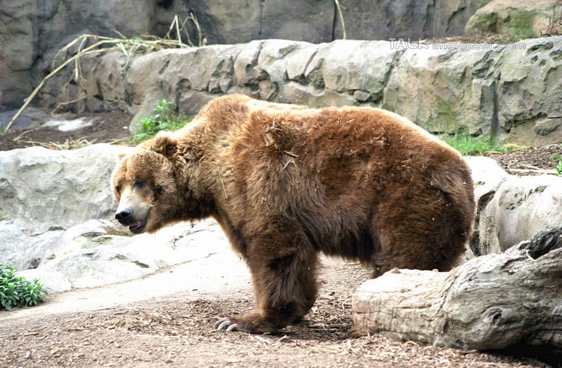 无人,站,横图,室外,白天,侧面,石头,美景,野生动物,熊,澳大利亚,石子,景观,扭头,注视,一只,自然,动物,观察,看,站着,转头,景色,观看,察看,关注,自然风光,大洋洲,悉尼,澳洲,凶猛,南方大陆,首府,澳大利亚联邦,雪梨,新州,新南威尔士,新南威尔士州,残暴,凶残,石块,棕熊,马熊,站立,彩图,全身,悉尼野生动物园,shzwj1