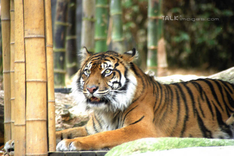 无人,横图,室外,白天,侧面,纯洁,美景,竹子,哺乳动物,虎,野生动物,澳大利亚,景观,竹林,注视,一只,自然,动物,观察,看,趴着,景色,观看,察看,高雅,关注,自然风光,大洋洲,悉尼,澳洲,凶猛,南方大陆,首府,奉献,质朴,澳大利亚联邦,雪梨,正直,新州,新南威尔士,新南威尔士州,担当,残暴,凶残,竹,老虎,趴,半身,彩图,悉尼野生动物园,奋进,操守,四君子,岁寒三友,性坚,虚怀,虚心,善群,卓尔,shzwj1