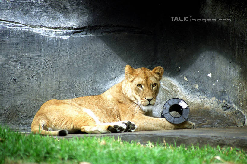 无人,横图,室外,白天,侧面,草地,草坪,石头,美景,植物,哺乳动物,野生动物,狮子,澳大利亚,石子,景观,扭头,注视,草,一只,绿色,自然,动物,观察,看,趴着,转头,景色,观看,察看,关注,自然风光,大洋洲,悉尼,澳洲,凶猛,南方大陆,首府,澳大利亚联邦,雪梨,新州,新南威尔士,新南威尔士州,残暴,凶残,石块,趴,彩图,全身,悉尼野生动物园,shzwj1