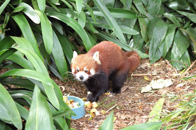 无人,站,横图,俯视,室外,白天,美景,植物,野生动物,小熊猫,叶子,澳大利亚,纹理,陶瓷,景观,绿叶,陶瓷制品,注视,一只,绿色,自然,动物,容器,碗,观察,看,站着,嫩叶,景色,可爱,活泼,观看,储藏,察看,储存,关注,自然风光,大洋洲,悉尼,澳洲,南方大陆,肌理,首府,澳大利亚联邦,雪梨,新州,红猫熊,小猫熊,新南威尔士,新南威尔士州,叶,叶片,叶脉,红熊猫,站立,彩图,高角度拍摄,全身,悉尼野生动物园,贮存,shzwj1
