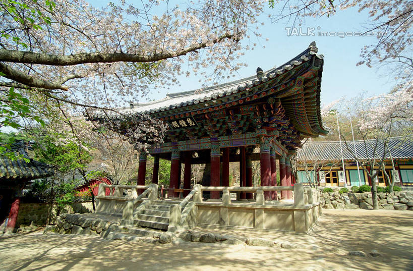 无人,寺庙,横图,室外,白天,仰视,旅游,度假,名胜古迹,植物,标志建筑,地标,建筑,庆州,韩国,亚洲,阴影,节日,遗迹,盛开,光线,影子,燃烧,花蕾,古迹,文化,文物,娱乐,建设,古建筑,花,花瓣,花朵,鲜花,树,树木,蓝色,绿色,蓝天,天空,阳光,自然,香火,庙宇,天,花苞,花蕊,祈祷,享受,休闲,健康,旅游胜地,放松,许愿,宗教,信仰,生长,晴朗,成长,纪念,祈求,古文明,东亚,佛国寺,万里无云,大韩民国,庆尚北道,庆州市,平安,晴空,晴空万里,彩图,低角度拍摄,庙,寺,道,shzwj1