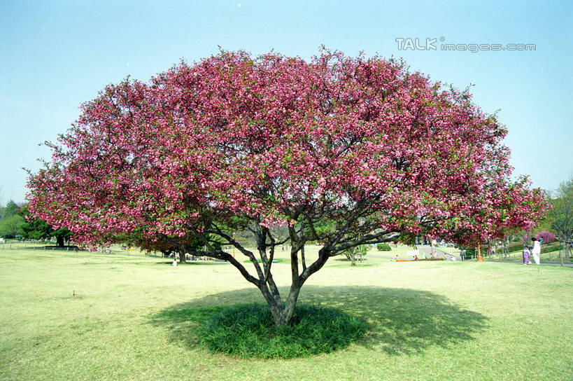 无人,横图,室外,白天,正面,旅游,度假,草地,草坪,美景,植物,韩国,亚洲,阴影,光线,影子,景观,娱乐,草,树,树木,蓝色,绿色,蓝天,天空,阳光,自然,天,享受,休闲,景色,放松,生长,晴朗,成长,自然风光,东亚,大邱,万里无云,大韩民国,广域市,大丘,大邱市,大邱广域市,晴空,晴空万里,彩图,shzwj1