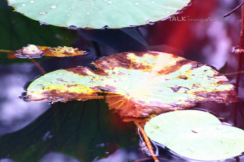 无人,横图,俯视,室外,特写,白天,纯洁,美景,莲花,叶子,朦胧,模糊,盛开,纹路,纹理,池塘,景观,水池,荷叶,花蕾,花,花瓣,花朵,鲜花,倒影,自然,花苞,花蕊,景色,倒映,富贵,神圣,自然风光,纯净,肌理,莲叶,六月花神,正直,反照,鞭蕖,鞭蓉,芙蕖,菡萏,荷花,六月春,藕花,水旦,水芙蓉,水华,水芸,溪客,叶,叶片,彩图,高角度拍摄,shzwj1