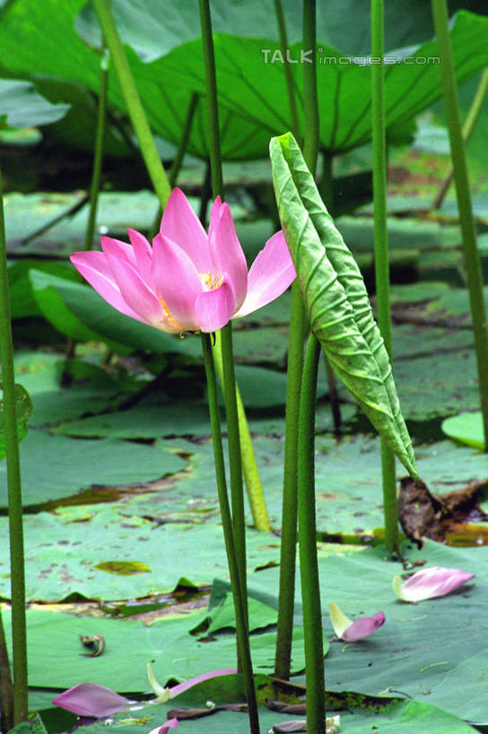 无人,竖图,室外,特写,白天,正面,纯洁,美景,莲花,叶子,阴影,朦胧,模糊,盛开,光线,纹路,纹理,影子,景观,荷叶,花蕾,花,花瓣,花朵,鲜花,粉色,阳光,自然,花苞,花蕊,景色,富贵,神圣,自然风光,纯净,肌理,莲叶,六月花神,正直,鞭蕖,鞭蓉,芙蕖,菡萏,荷花,六月春,藕花,水旦,水芙蓉,水华,水芸,溪客,叶,叶片,彩图,shzwj1