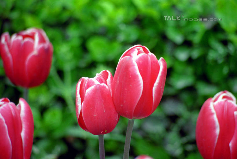 无人,横图,室外,特写,白天,正面,爱情,美景,郁金香,阴影,朦胧,模糊,盛开,光线,影子,景观,祝福,花蕾,花,花瓣,花朵,鲜花,粉色,阳光,自然,花苞,花蕊,景色,表白,自然风光,荣誉,永恒,郁香,洋荷花,草麝香,彩图,shzwj1