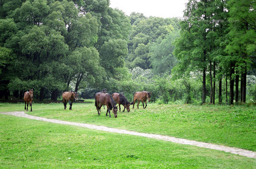 无人,公园,站,横图,室外,白天,正面,旅游,度假,草地,草坪,美景,树林,植物,马,野生动物,上海,中国,亚洲,许多,阴影,光线,影子,景观,很多,注视,娱乐,草,树,树木,绿色,阳光,自然,动物,低头,观察,看,站着,享受,休闲,景色,放松,运输,共青森林公园,牲畜,生长,成长,观看,申,察看,关注,自然风光,杨浦区,东亚,森林公园,上海市,中华人民共和国,沪,华东地区,垂头,站立,彩图,全身,军工路,上海共青国家森林公园,shzwj1