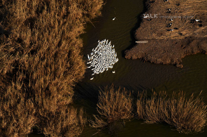 游泳,无人,横图,俯视,航拍,室外,白天,旅游,度假,河流,美景,水,芦苇,鸟,野生动物,天鹅,叶子,上海,中国,亚洲,许多,鸟类,河水,景观,水流,粽叶,绿叶,很多,娱乐,自然,动物,沙洲,享受,休闲,嫩叶,景色,放松,可爱,申,鸟瞰,自然风光,青草沙,东亚,上海市,长兴岛,中华人民共和国,沪,华东地区,箬叶,芦苇叶,泅水,崇明县,拍浮,叶,叶片,鹄,彩图,高角度拍摄,全身,冲积沙洲,固定沙,shzxz1