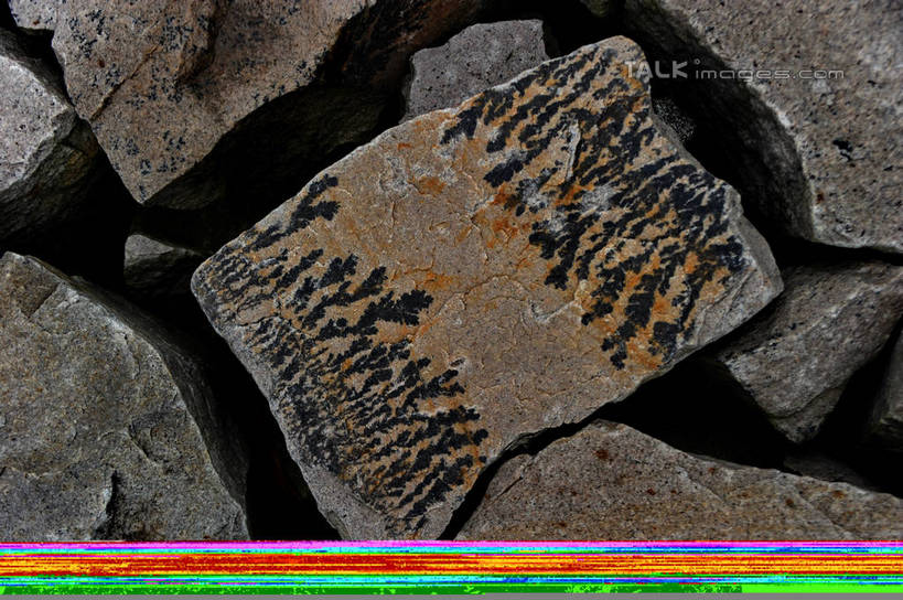 无人,横图,俯视,室外,特写,白天,石头,植物,许多,阴影,遗迹,光线,纹路,化石,石子,纹理,影子,很多,绿色,阳光,自然,生长,成长,肌理,遗体,古生物,石块,岩石,彩图,高角度拍摄,shzxz1