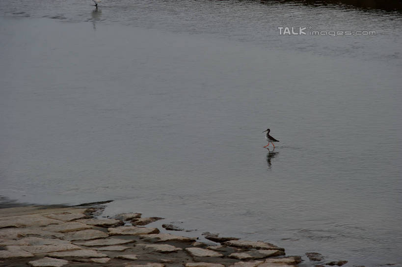 无人,站,横图,俯视,室外,白天,旅游,度假,湖,湖泊,美景,日落,沙滩,水,鸟,上海,中国,亚洲,波纹,鸟类,沙子,河岸,河滩,湖面,景观,水流,水面,晚霞,霞光,落日,涟漪,沙地,背光,娱乐,水纹,自然,黄昏,波浪,湖水,沙洲,站着,两只,享受,休闲,景色,彩霞,放松,波光粼粼,申,自然风光,逆光,青草沙,东亚,上海市,长兴岛,中华人民共和国,沪,华东地区,水晕,崇明县,夕照,薄暮,夕阳,站立,彩图,高角度拍摄,全身,傍晚,冲积沙洲,崇明,固定沙,斜阳,shzxz1