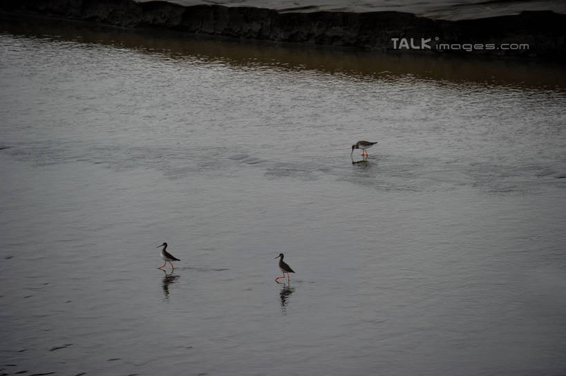 无人,站,横图,俯视,室外,白天,旅游,度假,湖,湖泊,美景,日落,沙滩,水,鸟,上海,中国,亚洲,三只,波纹,鸟类,沙子,河岸,河滩,湖面,景观,水流,水面,晚霞,霞光,落日,涟漪,沙地,背光,娱乐,水纹,自然,黄昏,波浪,湖水,沙洲,站着,享受,休闲,景色,彩霞,放松,波光粼粼,申,自然风光,逆光,青草沙,东亚,上海市,长兴岛,中华人民共和国,沪,华东地区,水晕,崇明县,夕照,薄暮,夕阳,站立,彩图,高角度拍摄,全身,傍晚,冲积沙洲,崇明,固定沙,斜阳,shzxz1