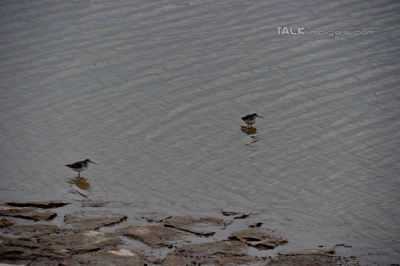 无人,站,横图,俯视,室外,白天,旅游,度假,湖,湖泊,美景,日落,水,鸟,上海,中国,亚洲,波纹,朦胧,模糊,鸟类,湖面,景观,水流,水面,晚霞,霞光,落日,涟漪,娱乐,水纹,自然,黄昏,波浪,湖水,沙洲,站着,两只,享受,休闲,景色,彩霞,放松,波光粼粼,申,自然风光,青草沙,东亚,上海市,长兴岛,中华人民共和国,沪,华东地区,水晕,崇明县,夕照,薄暮,夕阳,站立,彩图,高角度拍摄,全身,傍晚,冲积沙洲,崇明,固定沙,斜阳,shzxz1
