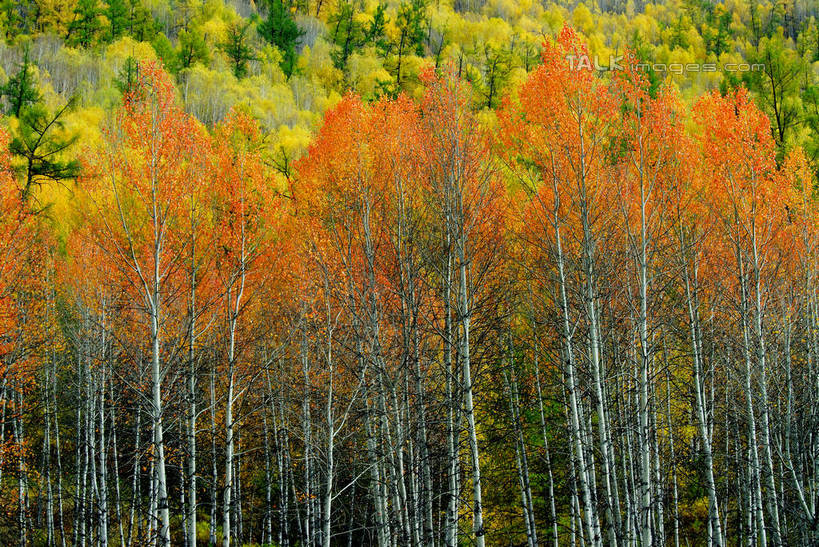 无人,横图,室外,白天,正面,旅游,度假,美景,秋季,森林,树林,植物,阴影,光线,影子,景观,娱乐,树,树木,绿色,阳光,自然,享受,休闲,景色,放松,生长,成长,自然风光,秋,秋天,彩图,shzxz1