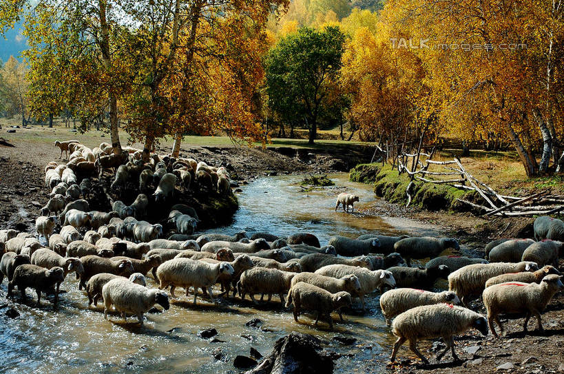 无人,走,横图,室外,白天,正面,旅游,度假,草地,草坪,河流,石头,美景,树林,水,植物,羊,许多,阴影,光线,石子,影子,河水,景观,水流,很多,注视,娱乐,草,树,树木,绿色,小溪,阳光,自然,动物,溪水,观察,看,享受,休闲,家畜,景色,放松,牲畜,生长,成长,观看,察看,迁徙,迁移,关注,自然风光,转移,石块,岩石,绵羊,步行,散步,走路,半身,彩图,往返,移居,shzxz1