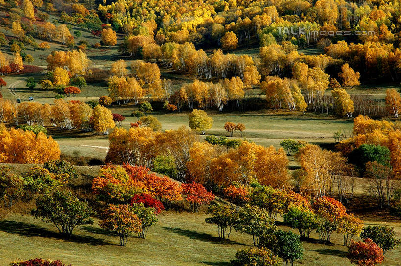 无人,横图,俯视,室外,白天,旅游,度假,草地,草坪,美景,秋季,树林,植物,阴影,光线,影子,景观,娱乐,草,树,树木,绿色,阳光,自然,享受,休闲,景色,放松,生长,成长,自然风光,秋,秋天,彩图,高角度拍摄,shzxz1