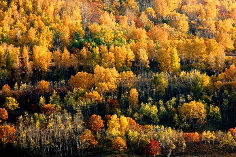 无人,横图,室外,白天,正面,旅游,度假,草地,草坪,美景,秋季,树林,植物,阴影,光线,影子,景观,娱乐,草,树,树木,绿色,阳光,自然,享受,休闲,景色,放松,生长,成长,自然风光,秋,秋天,彩图,shzxz1