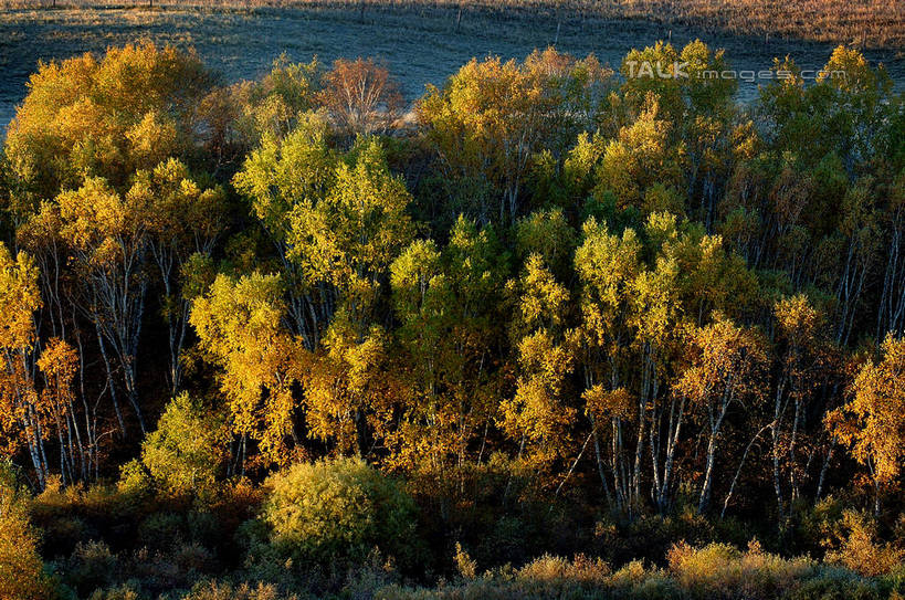 无人,横图,室外,白天,正面,旅游,度假,草地,草坪,美景,秋季,树林,植物,阴影,光线,影子,景观,娱乐,草,树,树木,绿色,阳光,自然,享受,休闲,景色,放松,生长,成长,自然风光,秋,秋天,彩图,shzxz1