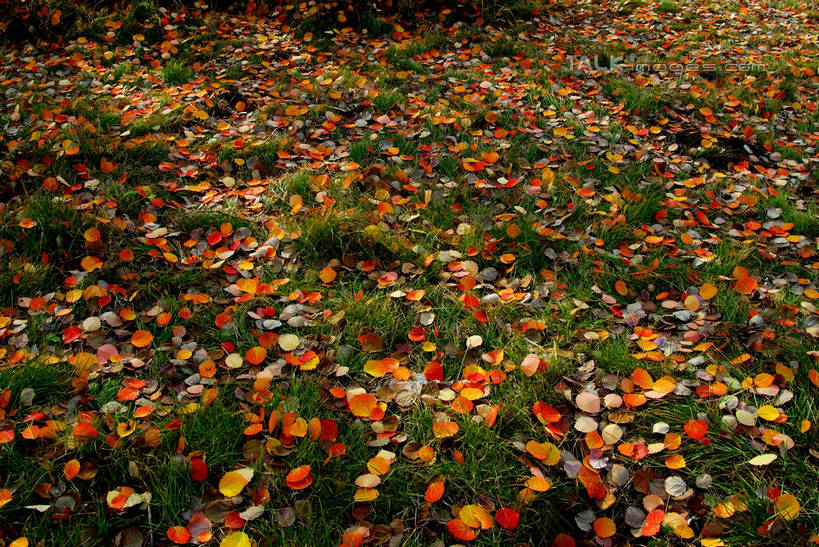 无人,横图,俯视,室外,白天,旅游,度假,草地,草原,美景,秋季,植物,叶子,阴影,光线,影子,景观,旷野,枯叶,落叶,娱乐,草,绿色,阳光,自然,享受,休闲,景色,放松,自然风光,原野,叶,叶片,秋,秋天,彩图,高角度拍摄,shzxz1