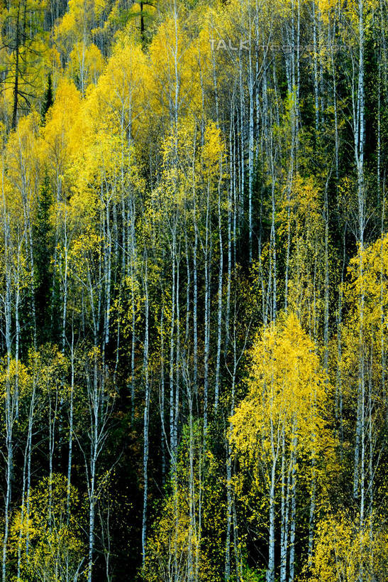 无人,竖图,室外,白天,正面,旅游,度假,美景,森林,树林,植物,叶子,阴影,光线,影子,景观,绿叶,枝条,娱乐,树,树木,树枝,绿色,阳光,自然,享受,休闲,嫩叶,景色,放松,生长,成长,自然风光,虬枝,枝杈,叶,叶片,彩图,shzxz1