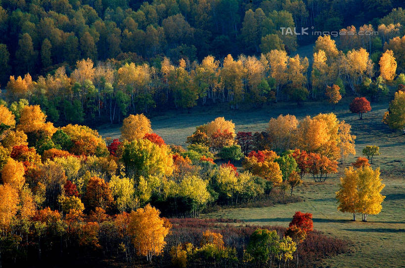 无人,横图,俯视,室外,白天,旅游,度假,草地,草坪,美景,秋季,树林,植物,阴影,光线,影子,景观,娱乐,草,树,树木,绿色,阳光,自然,享受,休闲,景色,放松,生长,成长,自然风光,秋,秋天,彩图,高角度拍摄,shzxz1