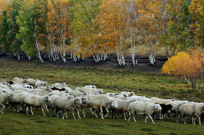 无人,走,横图,室外,白天,侧面,旅游,度假,草地,草坪,美景,树林,植物,羊,许多,阴影,光线,影子,景观,很多,注视,娱乐,草,树,树木,绿色,阳光,自然,动物,观察,看,享受,休闲,家畜,景色,放松,牲畜,生长,成长,观看,察看,迁徙,迁移,关注,自然风光,转移,绵羊,步行,散步,走路,半身,彩图,往返,移居,shzxz1