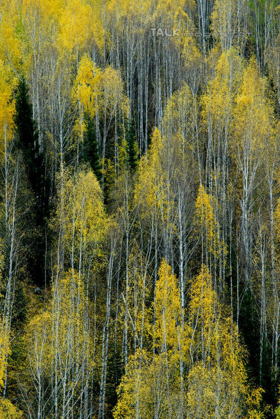 无人,竖图,室外,白天,正面,旅游,度假,美景,森林,树林,植物,叶子,阴影,光线,影子,景观,绿叶,枝条,娱乐,树,树木,树枝,绿色,阳光,自然,享受,休闲,嫩叶,景色,放松,生长,成长,自然风光,虬枝,枝杈,叶,叶片,彩图,shzxz1