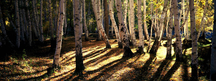 无人,横图,室外,白天,正面,旅游,度假,草地,草坪,美景,树林,植物,阴影,光线,影子,景观,枝条,娱乐,草,树,树木,树枝,绿色,阳光,自然,享受,休闲,景色,放松,生长,成长,自然风光,虬枝,枝杈,彩图,shzxz1