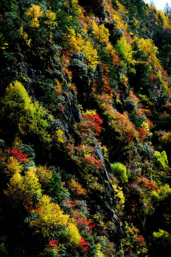 无人,竖图,室外,白天,正面,旅游,度假,美景,森林,山,山脉,树林,植物,阴影,光线,影子,景观,山峰,山峦,娱乐,树,树木,绿色,阳光,自然,群山,享受,休闲,景色,放松,生长,成长,自然风光,彩图,shzxz1