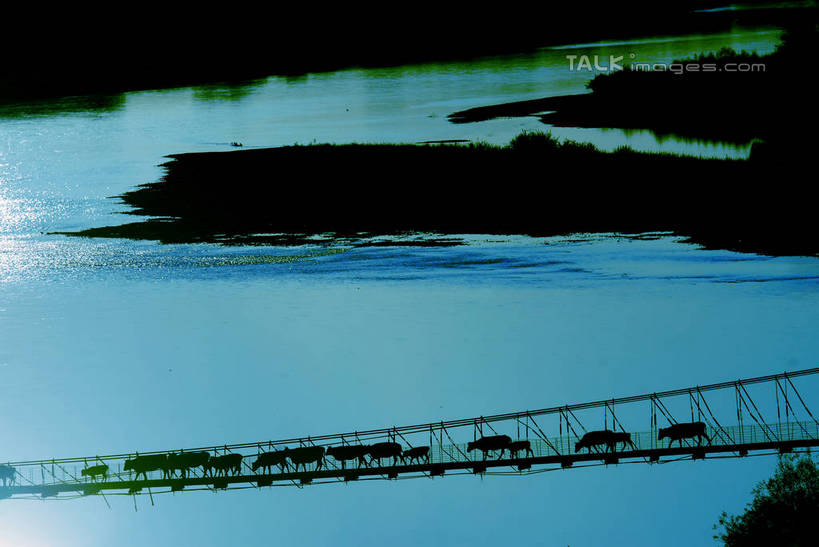 无人,走,横图,俯视,室外,白天,旅游,度假,草地,草原,草坪,河流,美景,水,植物,牛,一排,许多,阴影,枯萎,整齐,光线,影子,河水,荒野,景观,旷野,水流,热带,桥,很多,背光,娱乐,草,排列,阳光,自然,动物,享受,休闲,家畜,景色,放松,吊桥,牲畜,人行桥,悬索桥,死亡,队列,自然风光,原野,荒原,吊杆,逆光,锚锭,悬索,枯败,步行,散步,走路,彩图,高角度拍摄,全身,shzxz1