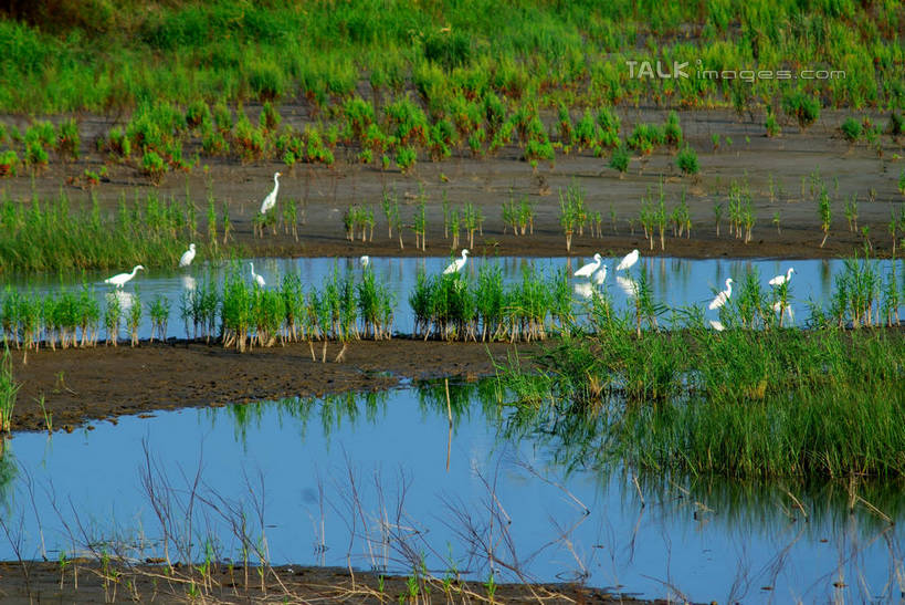 无人,站,横图,俯视,室外,白天,旅游,度假,草地,草坪,湖,湖泊,美景,水,植物,鸟,上海,中国,亚洲,许多,阴影,光线,鸟类,影子,湖面,景观,水流,水面,很多,注视,娱乐,浦东,草,绿色,阳光,自然,湖水,观察,看,站着,享受,休闲,景色,放松,观看,临港新城,滴水湖,申,察看,关注,自然风光,浦东新区,东亚,上海市,南汇嘴观海公园,中华人民共和国,沪,华东地区,站立,彩图,高角度拍摄,全身,shzxz1
