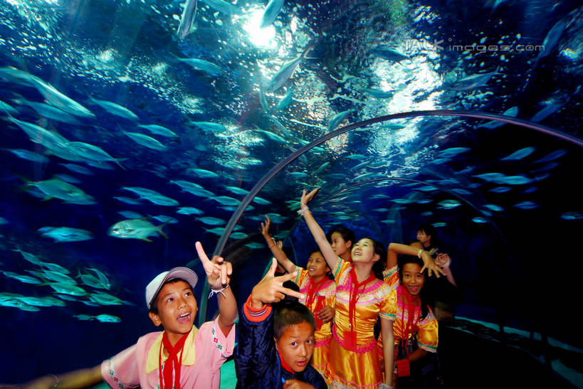 东方人,儿童,伙伴,朋友,站,举,横图,室内,白天,仰视,制服,友谊,纯洁,电梯,帽子,亚洲,一排,表演,指,服装,整齐,鱼,标志,电动扶梯,自动扶梯,运输工具,许多人,注视,黄种人,方向,标识,领巾,运动帽,鱼类,海洋生物,水族馆,排列,小孩,观察,看,手势,托,站着,一群人,同学,校服,展示,鸭舌帽,可爱,童年,童趣,海底世界,观看,展览,察看,指向,象征,食指,校友,饲养,队列,关注,水生动物,水生物,童真,海底动物,烂漫,无邪,收集,红领巾,学生服,同窗,学友,极地海洋世界,天真,友情,男孩,男人,男性,女孩,女人,女性,亚洲人,举起,举手,举着,抬头,向上举,向上伸,向上托,仰头,站立,半身,彩图,低角度拍摄,扶手电梯,升降设备,运输带,自动行人电梯,男生,女生,电扶梯,shzxz1