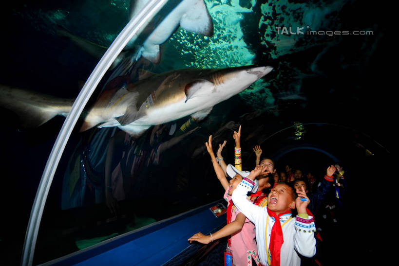 东方人,儿童,伙伴,朋友,站,举,横图,室内,白天,仰视,制服,友谊,纯洁,电梯,鲨鱼,亚洲,一排,表演,指,服装,整齐,鱼,标志,电动扶梯,自动扶梯,运输工具,许多人,注视,黄种人,方向,标识,领巾,鱼类,海洋生物,水族馆,排列,小孩,观察,看,手势,托,站着,一群人,同学,校服,展示,可爱,童年,童趣,海底世界,观看,展览,察看,指向,象征,食指,校友,饲养,队列,关注,水生动物,水生物,凶猛,童真,海底动物,烂漫,无邪,收集,红领巾,学生服,同窗,学友,极地海洋世界,残暴,天真,凶残,友情,男孩,男人,男性,女孩,女人,女性,亚洲人,沙鱼,鲛鲨,举起,举手,举着,抬头,向上举,向上伸,向上托,仰头,站立,半身,彩图,低角度拍摄,扶手电梯,升降设备,运输带,自动行人电梯,男生,女生,鲛,电扶梯,shzxz1