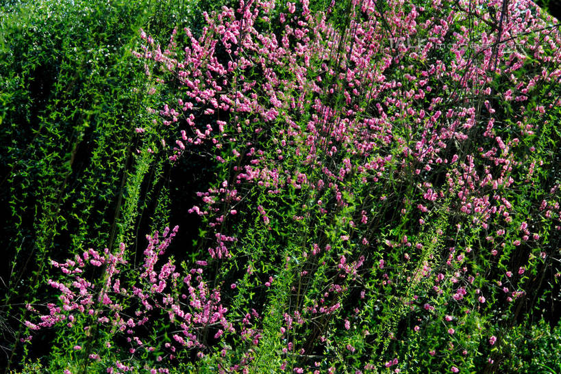 无人,横图,室外,白天,正面,爱情,美景,植物,桃花,阴影,盛开,光线,影子,景观,花蕾,花,花瓣,花朵,鲜花,树,树木,粉色,绿色,阳光,自然,花苞,花蕊,景色,生长,成长,俘虏,自然风光,彩图,shzxz1