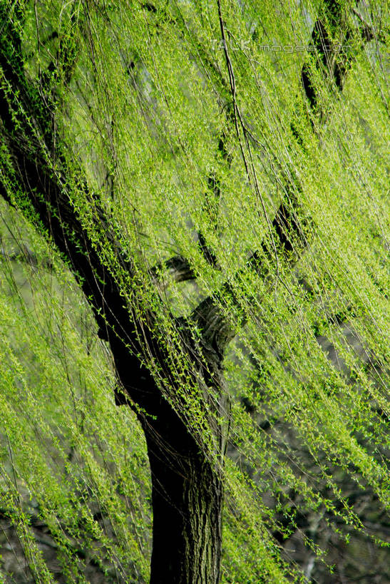 无人,竖图,室外,白天,正面,美景,植物,柳树,叶子,阴影,光线,影子,景观,绿叶,垂柳,树,树木,绿色,阳光,自然,嫩叶,景色,生长,成长,自然风光,倒挂柳,叶,叶片,垂枝柳,彩图,shzxz1