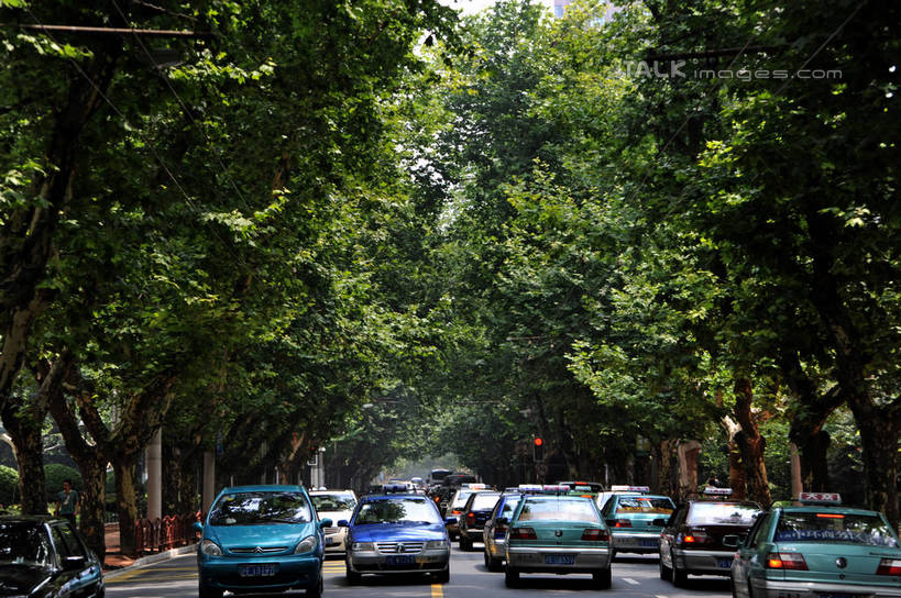 无人,横图,室外,白天,正面,度假,美景,植物,城市风光,城市,道路,路,公路,汽车,上海,中国,亚洲,阴影,光线,影子,景观,分界线,停车线,交通,娱乐,车,树,树木,绿色,阳光,自然,交通工具,轿车,享受,休闲,景色,放松,生长,成长,车行道,车行道分界线,申,载具,标线,东亚,车行线,徐汇区,上海市,衡山路,中华人民共和国,沪,华东地区,马路,彩图,shzxz1