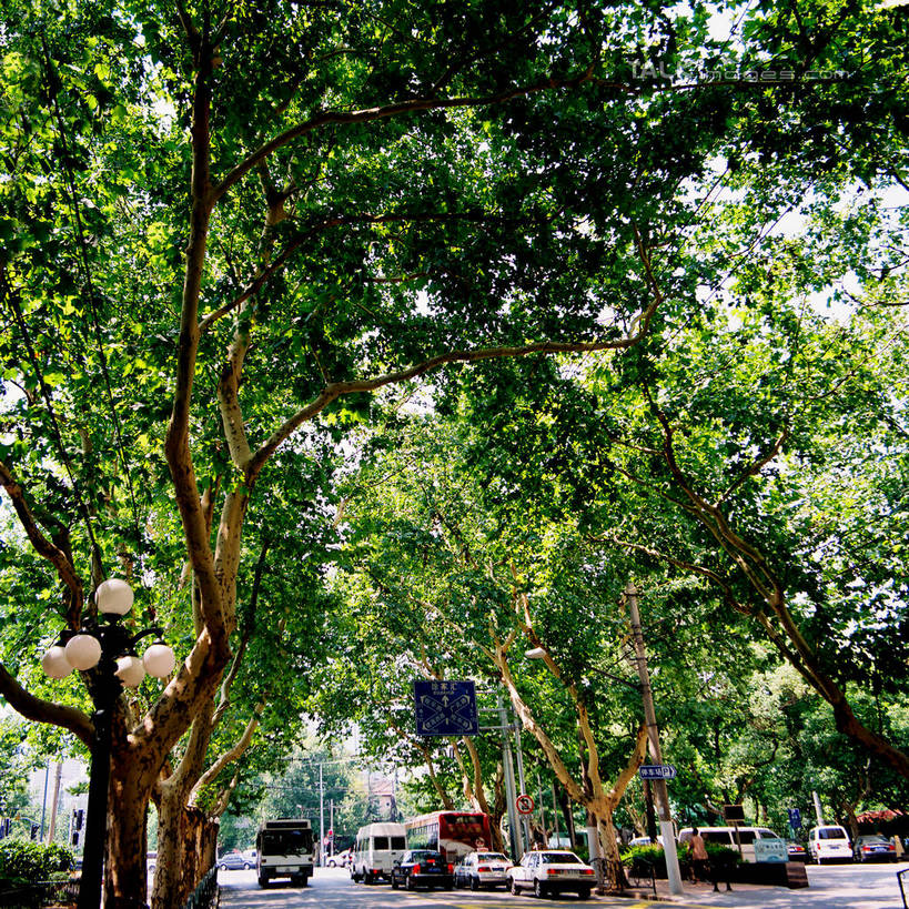 无人,方图,室外,白天,正面,度假,美景,植物,城市风光,城市,道路,路,公路,汽车,上海,中国,亚洲,阴影,光线,影子,景观,分界线,停车线,交通,娱乐,车,树,树木,绿色,阳光,自然,交通工具,轿车,享受,休闲,景色,放松,生长,成长,车行道,车行道分界线,申,载具,标线,东亚,车行线,徐汇区,上海市,衡山路,中华人民共和国,沪,华东地区,马路,彩图,shzxz1