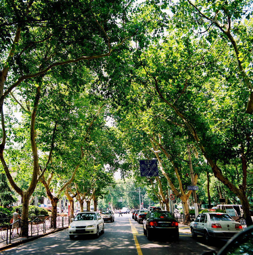 无人,竖图,室外,白天,正面,度假,美景,植物,城市风光,城市,道路,路,公路,汽车,上海,中国,亚洲,阴影,光线,影子,景观,分界线,停车线,交通,娱乐,车,树,树木,绿色,阳光,自然,交通工具,轿车,享受,休闲,景色,放松,生长,成长,车行道,车行道分界线,申,载具,标线,东亚,车行线,徐汇区,上海市,衡山路,中华人民共和国,沪,华东地区,马路,彩图,shzxz1