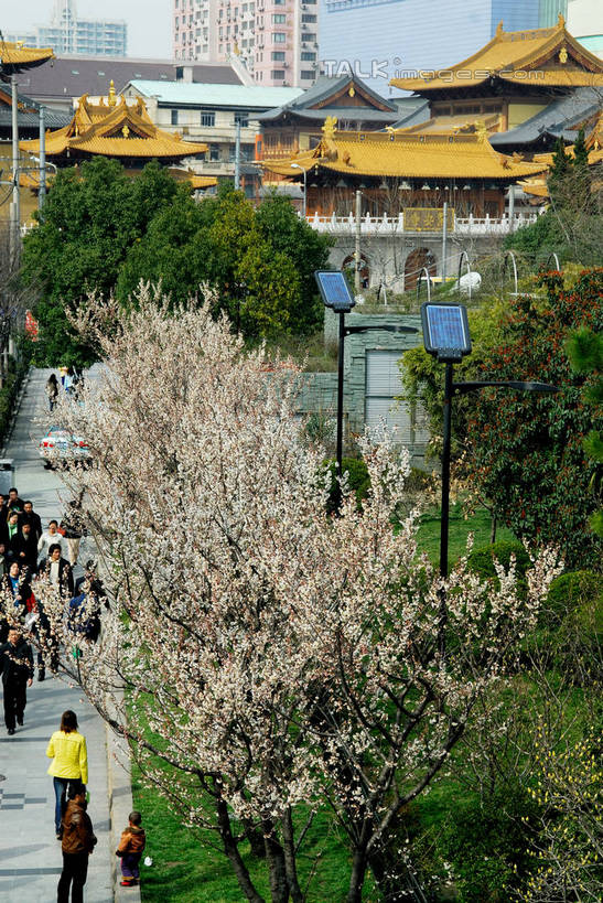 东方人,一个人,高楼大厦,寺庙,走,竖图,俯视,室外,白天,度假,草地,草坪,美景,植物,城市风光,标志建筑,城市,大厦,地标,建筑,摩天大楼,上海,中国,亚洲,仅一个年轻女性,仅一个女性,仅一个人,阴影,服装,节日,盛开,光线,影子,景观,燃烧,花蕾,休闲装,黄种人,文化,娱乐,建设,草,花,花瓣,花朵,鲜花,树,树木,南京西路,衣服,绿色,阳光,自然,香火,庙宇,花苞,花蕊,祈祷,享受,休闲,健康,休闲服,景色,放松,许愿,宗教,服饰,信仰,生长,成长,纪念,静安寺,祈求,申,东亚,静安区,上海市,中华人民共和国,沪,华东地区,平安,年轻女性,女人,女性,亚洲人,步行,散步,走路,彩图,高角度拍摄,全身,大楼,高层建筑,高楼,庙,摩天楼,寺,静安古寺,shzxz1