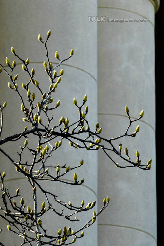 无人,博物馆,竖图,室外,白天,仰视,旅游,度假,植物,标志建筑,地标,建筑,上海,中国,亚洲,研究,盛开,柱子,枝条,教育,花蕾,娱乐,建设,浦东,花,花瓣,花朵,鲜花,树,树木,树枝,绿色,自然,花苞,花蕊,享受,休闲,旅游胜地,放松,生长,成长,展览,申,欣赏,陈列,浦东新区,东亚,上海市,中华人民共和国,沪,华东地区,上海浦东展览馆,虬枝,枝杈,典藏,彩图,低角度拍摄,shzxz1