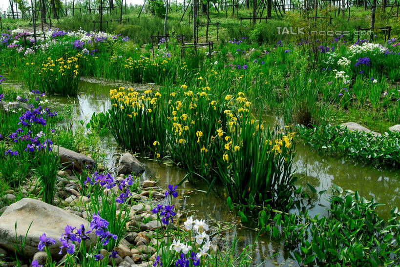 无人,横图,室外,白天,正面,旅游,度假,草地,草坪,花海,花圃,石头,美景,植物,叶子,上海,中国,亚洲,阴影,盛开,光线,石子,影子,景观,花蕾,娱乐,草,花,花瓣,花朵,花卉,鲜花,树,树木,绿色,阳光,自然,花丛,花束,花田,花苞,花蕊,享受,休闲,景色,放松,生长,成长,申,自然风光,杨浦区,东亚,上海市,新江湾城,中华人民共和国,沪,华东地区,石块,彩图,shzxz1