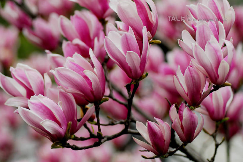 无人,横图,室外,特写,白天,正面,草地,草坪,美景,植物,阴影,朦胧,模糊,盛开,光线,影子,景观,枝条,花蕾,草,花,花瓣,花朵,鲜花,树,树木,树枝,粉色,绿色,紫色,白色,阳光,自然,花苞,花蕊,景色,生长,成长,自然风光,紫玉兰,辛夷,木笔,木兰花,虬枝,枝杈,木兰,彩图,红玉兰,木笔花,望春,shzxz1