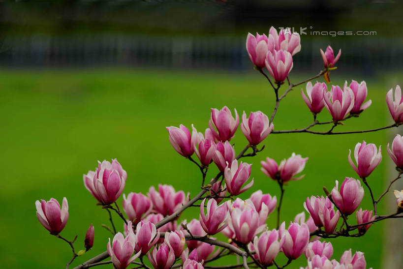 无人,横图,室外,特写,白天,正面,草地,草坪,美景,植物,阴影,朦胧,模糊,盛开,光线,影子,景观,枝条,花蕾,草,花,花瓣,花朵,鲜花,树,树木,树枝,粉色,绿色,紫色,白色,阳光,自然,花苞,花蕊,景色,生长,成长,自然风光,紫玉兰,辛夷,木笔,木兰花,虬枝,枝杈,木兰,彩图,红玉兰,木笔花,望春,shzxz1