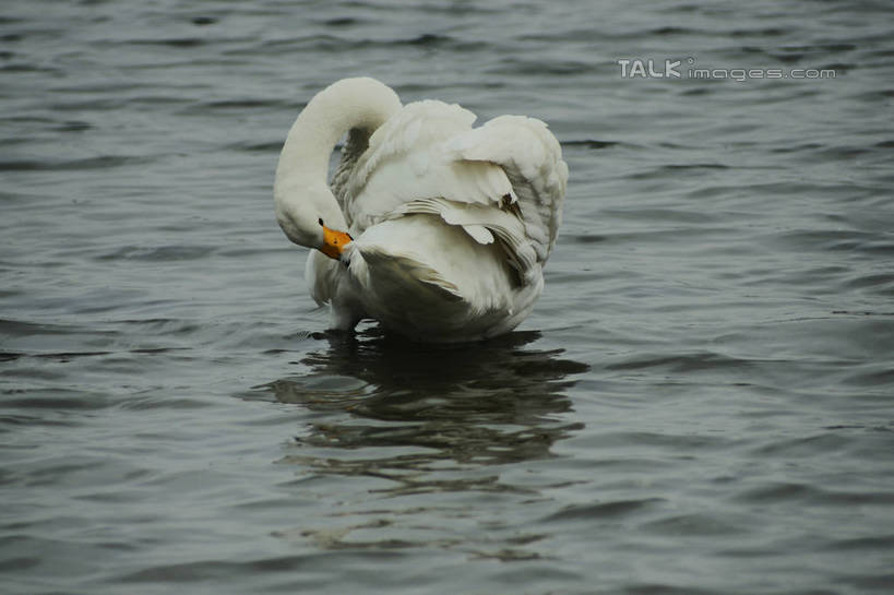 无人,站,横图,室外,白天,旅游,度假,湖,湖泊,美景,沙滩,水,鸟,野生动物,天鹅,中国,亚洲,咬,阴影,光线,鸟类,沙子,影子,河岸,河滩,湖面,景观,水流,水面,沙地,娱乐,山东,一只,背面,倒影,阳光,自然,动物,湖水,低头,站着,享受,休闲,景色,放松,可爱,波光粼粼,啄,咬着,倒映,自然风光,梳理,东亚,山东省,威海,中华人民共和国,华东地区,鲁,垂头,威海市,反照,鹄,站立,彩图,全身,荣成,荣成市,shzyn1