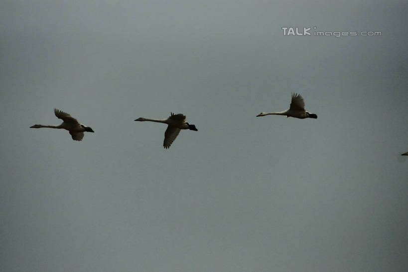 无人,横图,室外,白天,仰视,旅游,度假,美景,鸟,野生动物,天鹅,中国,亚洲,三只,飞翔,伸展,张开,展翅,阴影,飞行,光线,翅膀,鸟类,影子,景观,翱翔,娱乐,飞,山东,蓝色,蓝天,天空,阳光,自然,动物,天,享受,休闲,景色,放松,可爱,晴朗,自然风光,东亚,张开翅膀,山东省,威海,万里无云,中华人民共和国,华东地区,鲁,威海市,展开翅膀,晴空,晴空万里,鹄,彩图,低角度拍摄,全身,荣成,荣成市,shzyn1