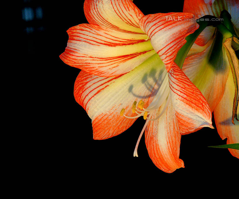 无人,横图,室内,特写,白天,正面,百合花,阴影,黑色背景,盛开,光线,影子,花蕾,花,花瓣,花朵,鲜花,两朵,粉色,黄色,阳光,花苞,花蕊,摄影,影棚,强瞿,百合蒜,倒仙,番韭,山丹,彩图,影棚拍摄,拍摄,shzyn1