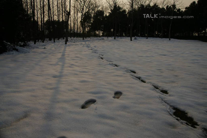 无人,横图,室外,白天,正面,旅游,度假,美景,森林,树林,雪,植物,大雪,上海,中国,亚洲,一排,脚印,阴影,整齐,并列,并排,光线,影子,积雪,景观,雪景,冬季,冬天,树桩,娱乐,树,树干,树木,排列,绿色,阳光,自然,享受,休闲,木桩,景色,放松,寒冷,生长,成长,申,足迹,队列,自然风光,平行,东亚,松江区,上海市,中华人民共和国,沪,华东地区,严寒,行踪,脚迹,彩图,shzyn1