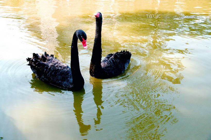 游泳,无人,横图,俯视,室外,白天,旅游,度假,河流,美景,水,鸟,野生动物,天鹅,上海,中国,亚洲,波纹,鸟类,河水,景观,水流,涟漪,注视,娱乐,倒影,水纹,自然,动物,波浪,观察,看,两只,享受,休闲,景色,放松,可爱,奉贤区,观看,申,察看,倒映,关注,自然风光,东亚,上海市,中华人民共和国,沪,华东地区,水晕,泅水,反照,拍浮,鹄,彩图,高角度拍摄,全身,shzyn1