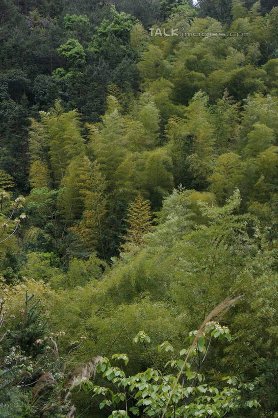 无人,竖图,俯视,室外,白天,旅游,度假,美景,森林,山,山脉,树林,植物,楠溪江,中国,亚洲,景观,山峰,山峦,娱乐,浙江,树,树木,浙江省,绿色,自然,群山,享受,休闲,景色,放松,茂密,茂盛,生长,成长,自然风光,东亚,永嘉,中华人民共和国,华东地区,浙,温州,温州市,彩图,高角度拍摄,永嘉县,shzyn1
