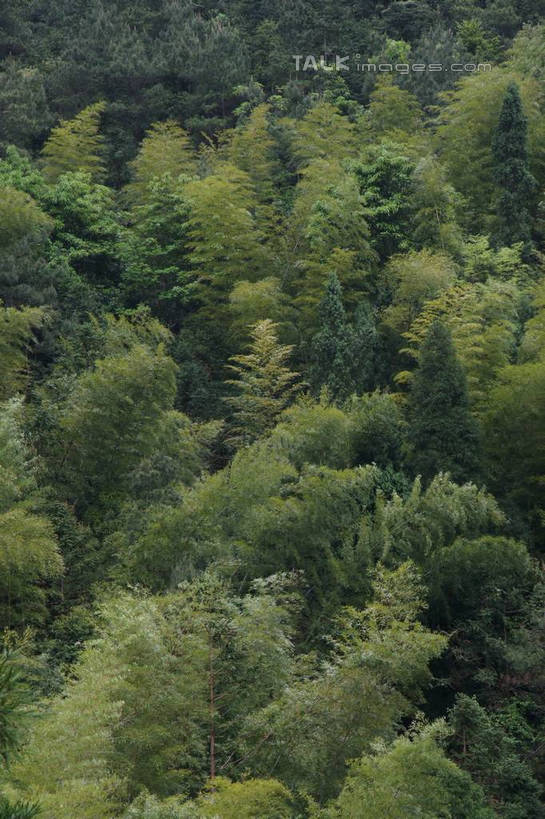 无人,竖图,俯视,室外,白天,旅游,度假,美景,森林,山,山脉,树林,植物,楠溪江,中国,亚洲,景观,山峰,山峦,娱乐,浙江,树,树木,浙江省,绿色,自然,群山,享受,休闲,景色,放松,茂密,茂盛,生长,成长,自然风光,东亚,永嘉,中华人民共和国,华东地区,浙,温州,温州市,彩图,高角度拍摄,永嘉县,shzyn1