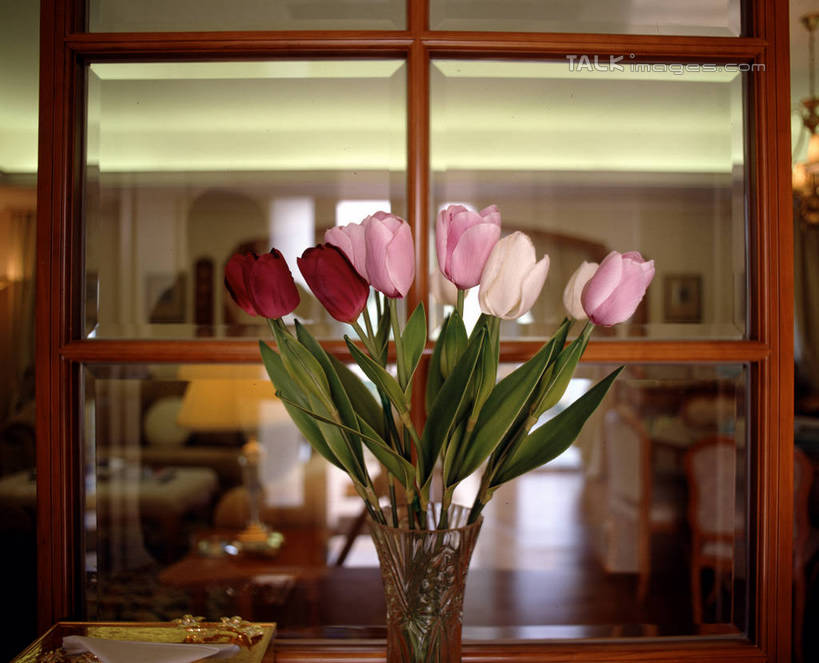 无人,横图,室内,白天,正面,爱情,窗户,郁金香,花瓶,阴影,盛开,反射,影子,祝福,花蕾,玻璃窗,玻璃制品,花,花瓣,花朵,鲜花,玻璃瓶,瓶子,花苞,花蕊,表白,荣誉,永恒,郁香,洋荷花,草麝香,彩图,szzm1