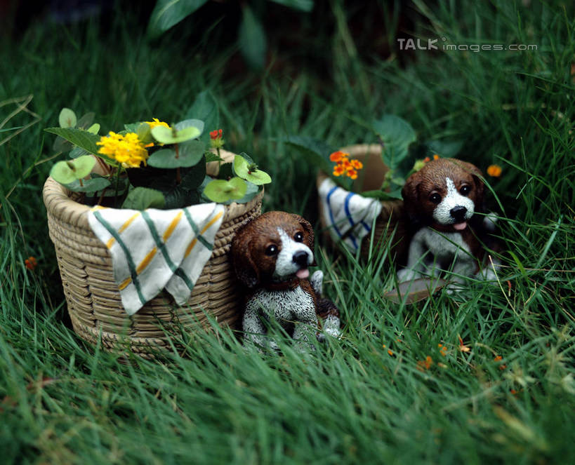 无人,站,交叉,横图,室外,白天,正面,草地,草坪,植物,竹子,宠物,狗,雕塑,阴影,竹制,艺术,装饰,盛开,编织,光线,雕刻,雕像,篮子,影子,猎兔犬,花蕾,注视,草,花,花瓣,花朵,鲜花,一个,绿色,阳光,动物,竹篮,工艺品,花苞,花蕊,观察,看,站着,两只,可爱,比格犬,单个,观看,纪念,竹条,交织,美术,察看,竹制品,关注,主题,陈列,忠诚,功能,美学,米格鲁猎兔犬,贝高狗,贝高犬,比格狗,猎兔狗,穿插,犬,站立,彩图,全身,szzm1